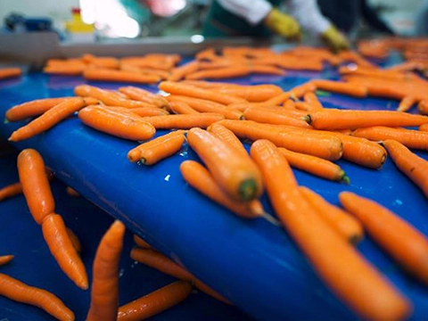 Carrots on a light weight belt